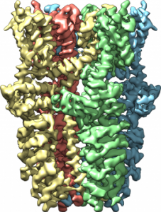Wasabi receptor 3D image